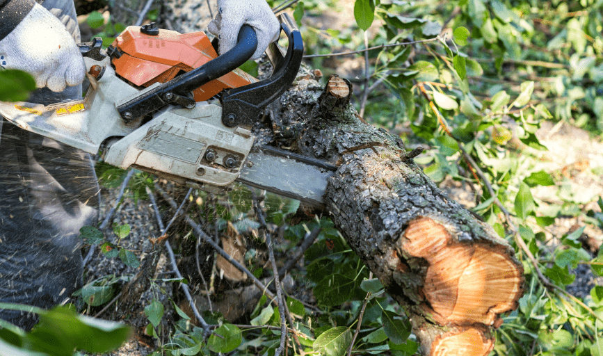 TREE TRIMMING